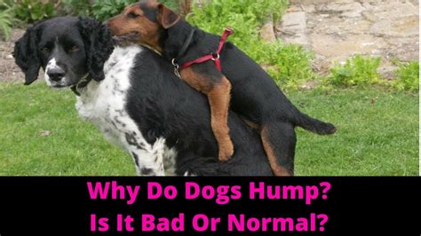 humping animals|Why Dogs Hump and How to Stop It .